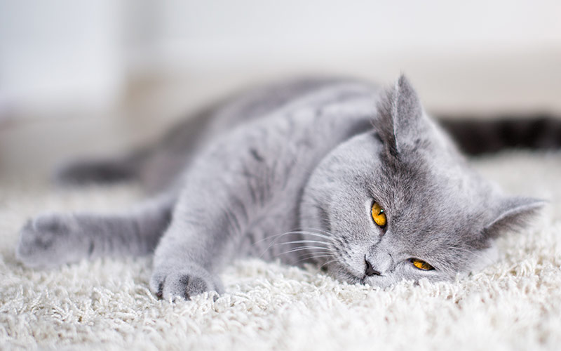 Fluffiest Cat Breed - British Shorthair