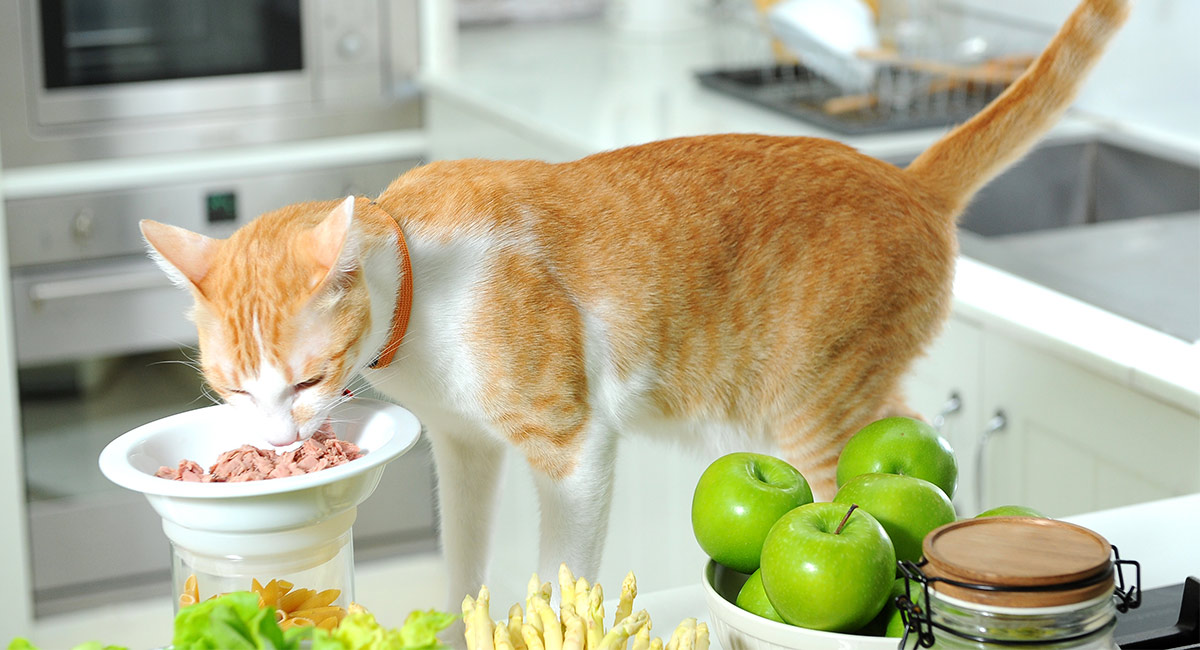 Can I Feed My Cat Tuna PetsWall