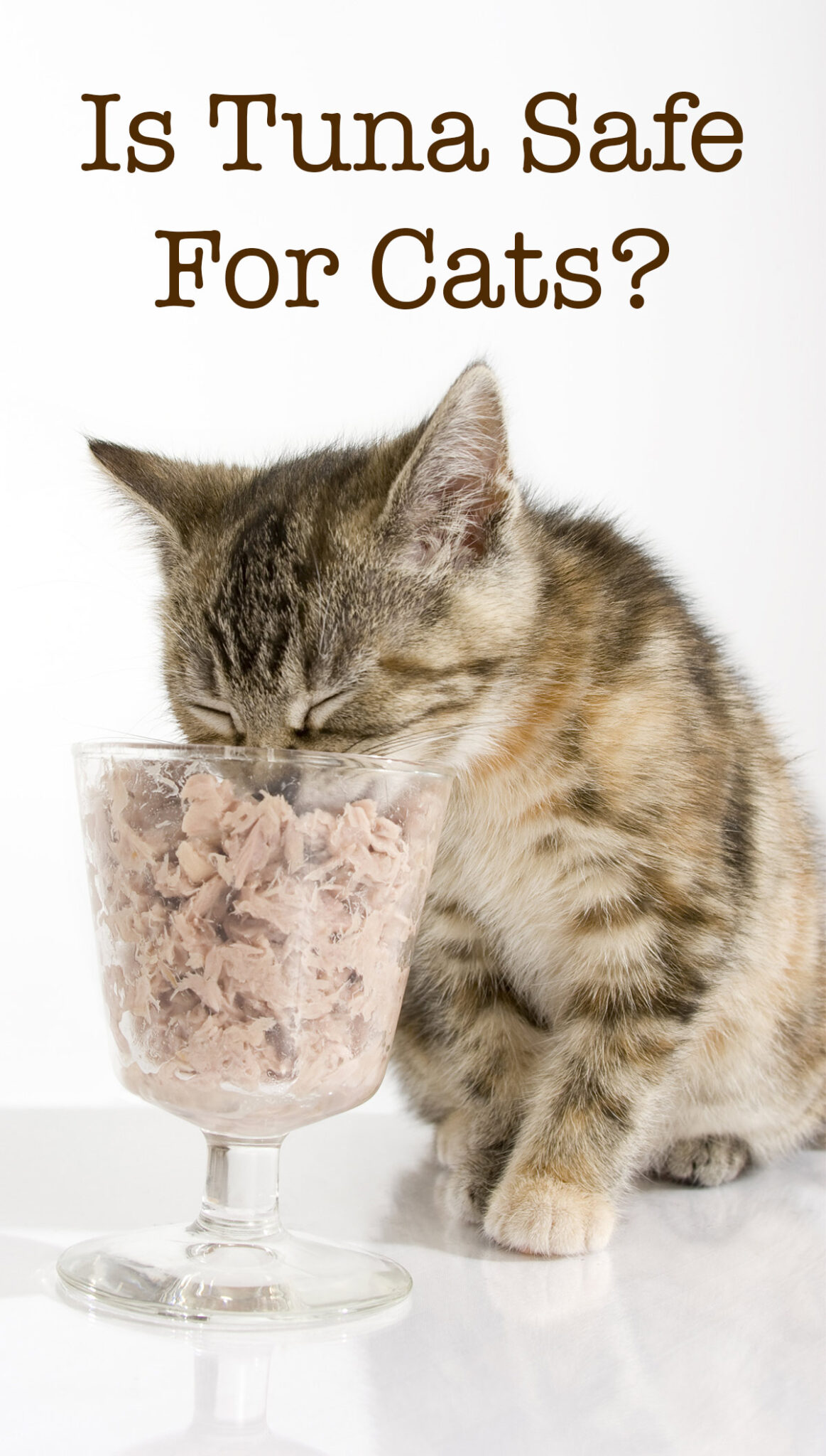 Can Cats Eat Tuna - Canned, Raw, Or As A Main Part Of ...