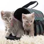 best kitten carrier