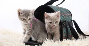 best kitten carrier