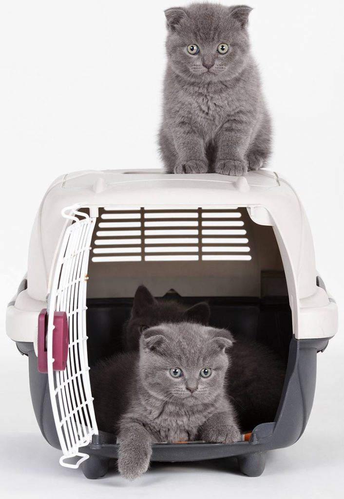 Best Kitten Carrier Reviews And Tips For Making The Right Choice
