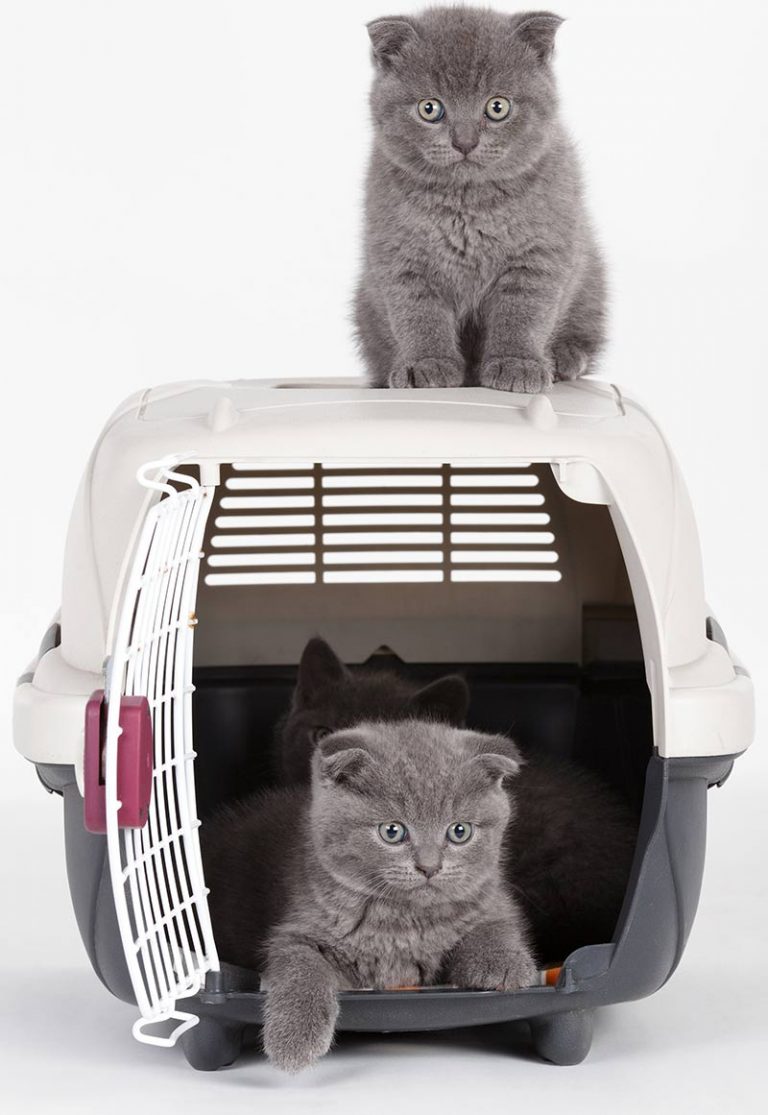 Best Kitten Carrier Reviews And Tips For Making The Right Choice