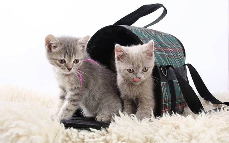 kitten carrier