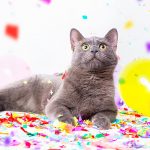 cat birthday