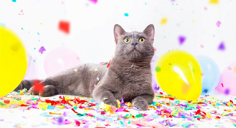 cat birthday