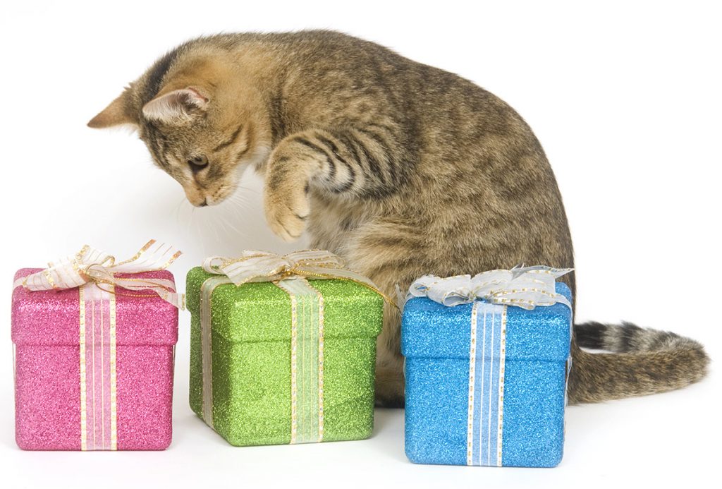 Amazing Cat Birthday Party, Cake And Gift Ideas