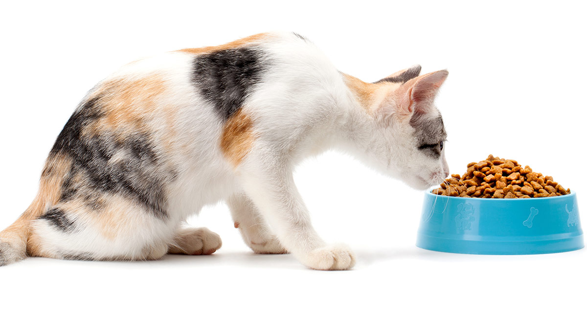 Cat Food Comparison Chart 2015