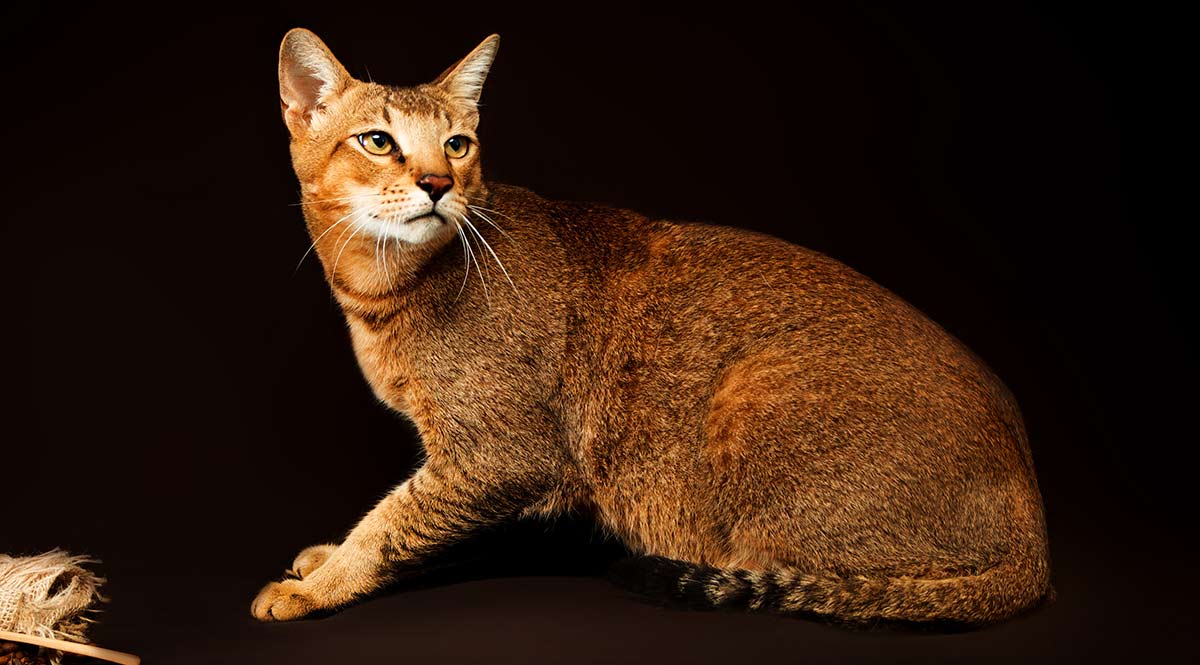 your guide to the chausie cat