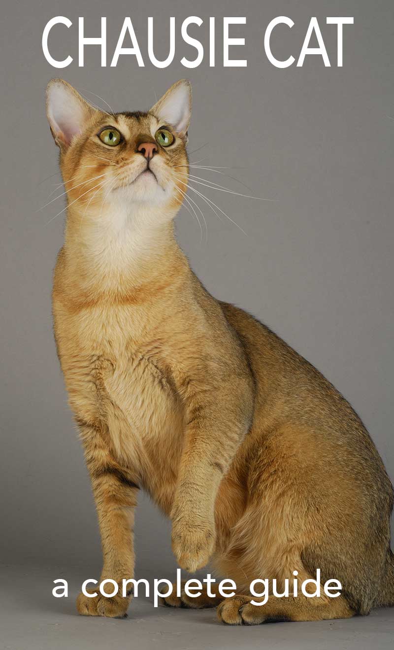 Chausie Cat - a complete guide to this exotic hybrid cat breed