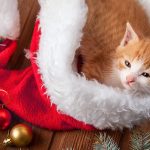 Christmas Gifts For Cats