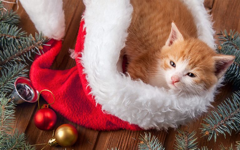 Christmas Gifts For Cats