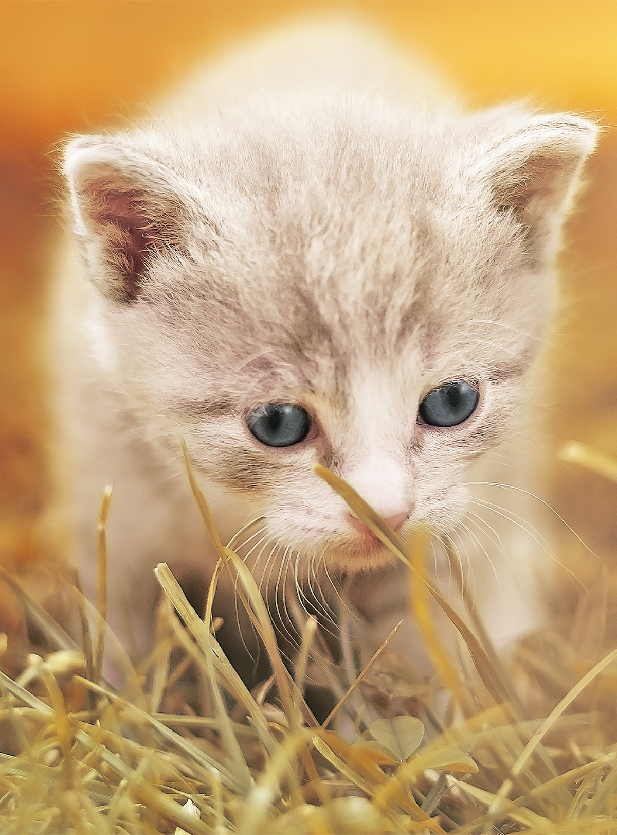 clever cat names