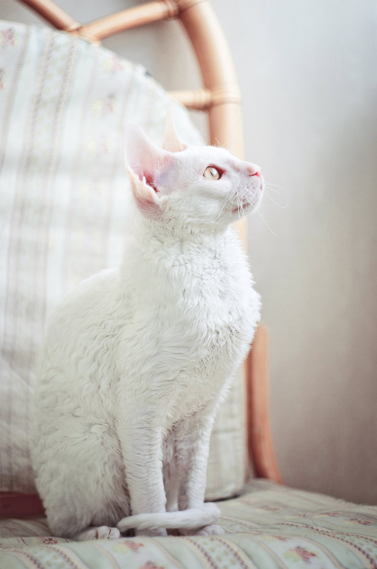 curly coats on cats look incredible