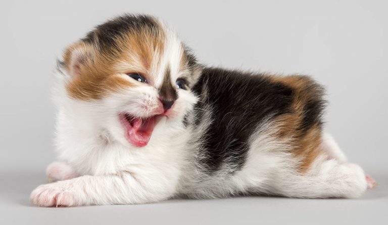 The Cymric Cat Breed