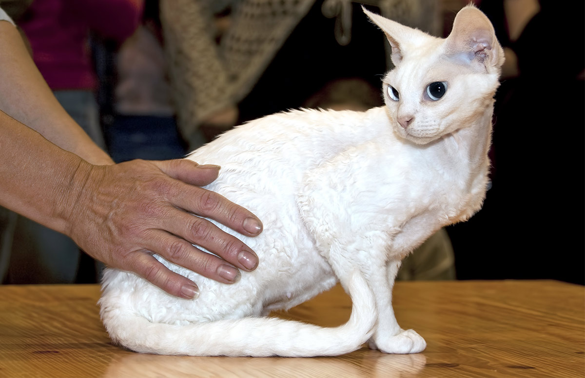 sharp features and wavy fur are these cats selling point