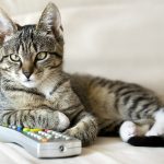 disney cat names