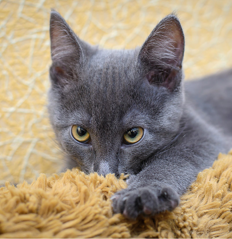disney cat names