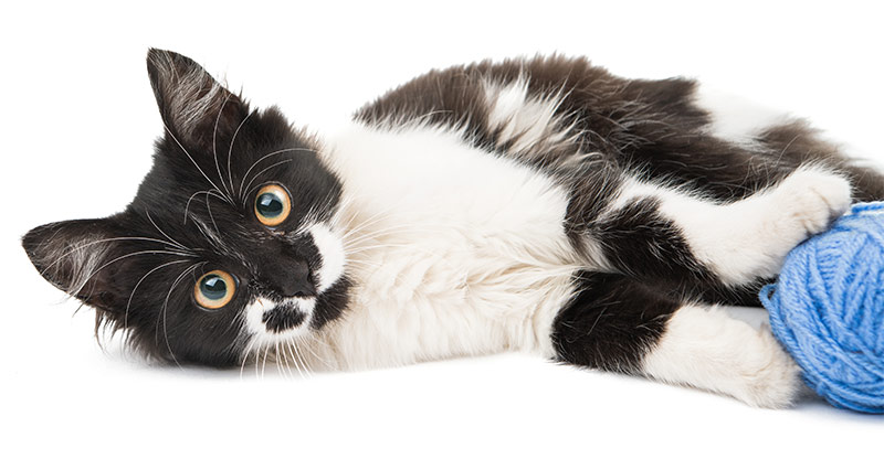 disney cat names