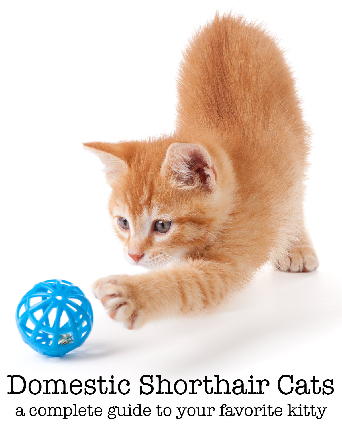 The Domestic Shorthair Cat - All About Our Favorite Pets