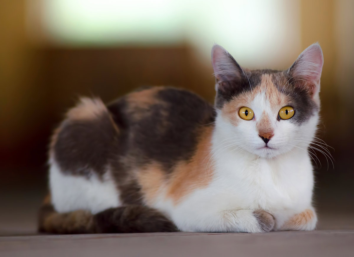 The Domestic Shorthair Cat - All About Our Favorite Pets