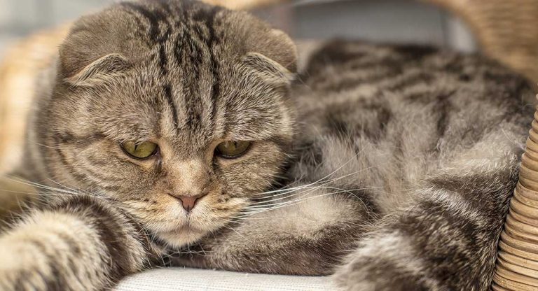 Feline Herpes