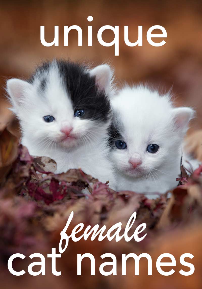 Best Unique Female Cat Names - lots of original ideas for naming your kitten