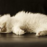 fluffiest breeds bengal cats the happy cat site fluffiest breeds bengal cats the happy cat site