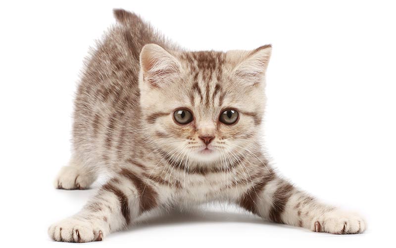 Funny Cat Names - 150 Hilarious Ideas for Naming Your Kitty