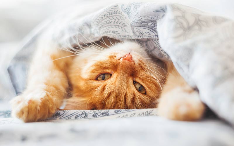 Funny Cat Names Over 200 Hilarious Name Ideas For Your Kitty Funny Cat Names Over 200 Hilarious Name Ideas For Your Kitty