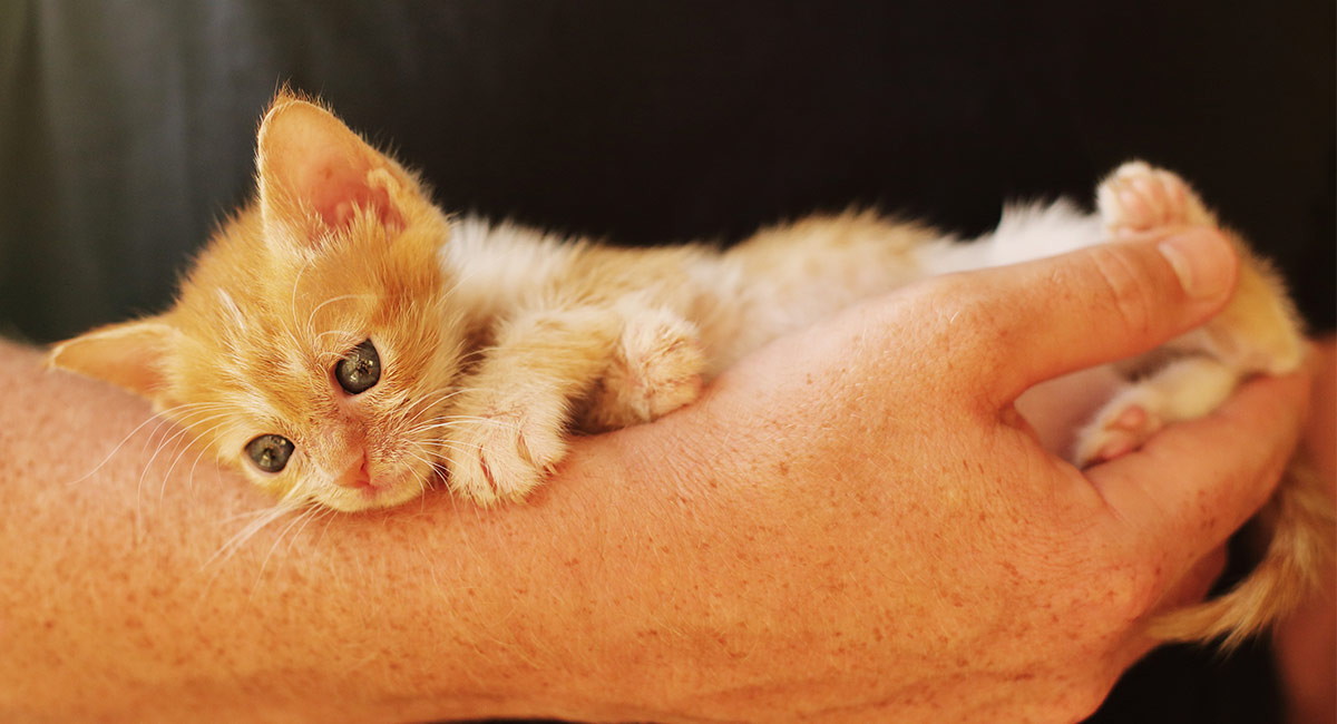 kitten names