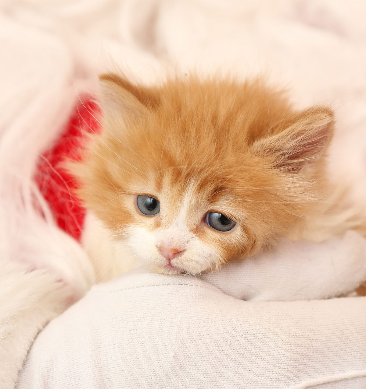 famous kitten names