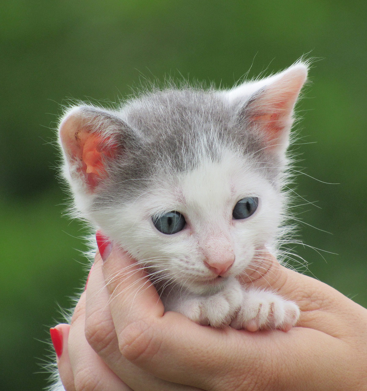colorful kitten names