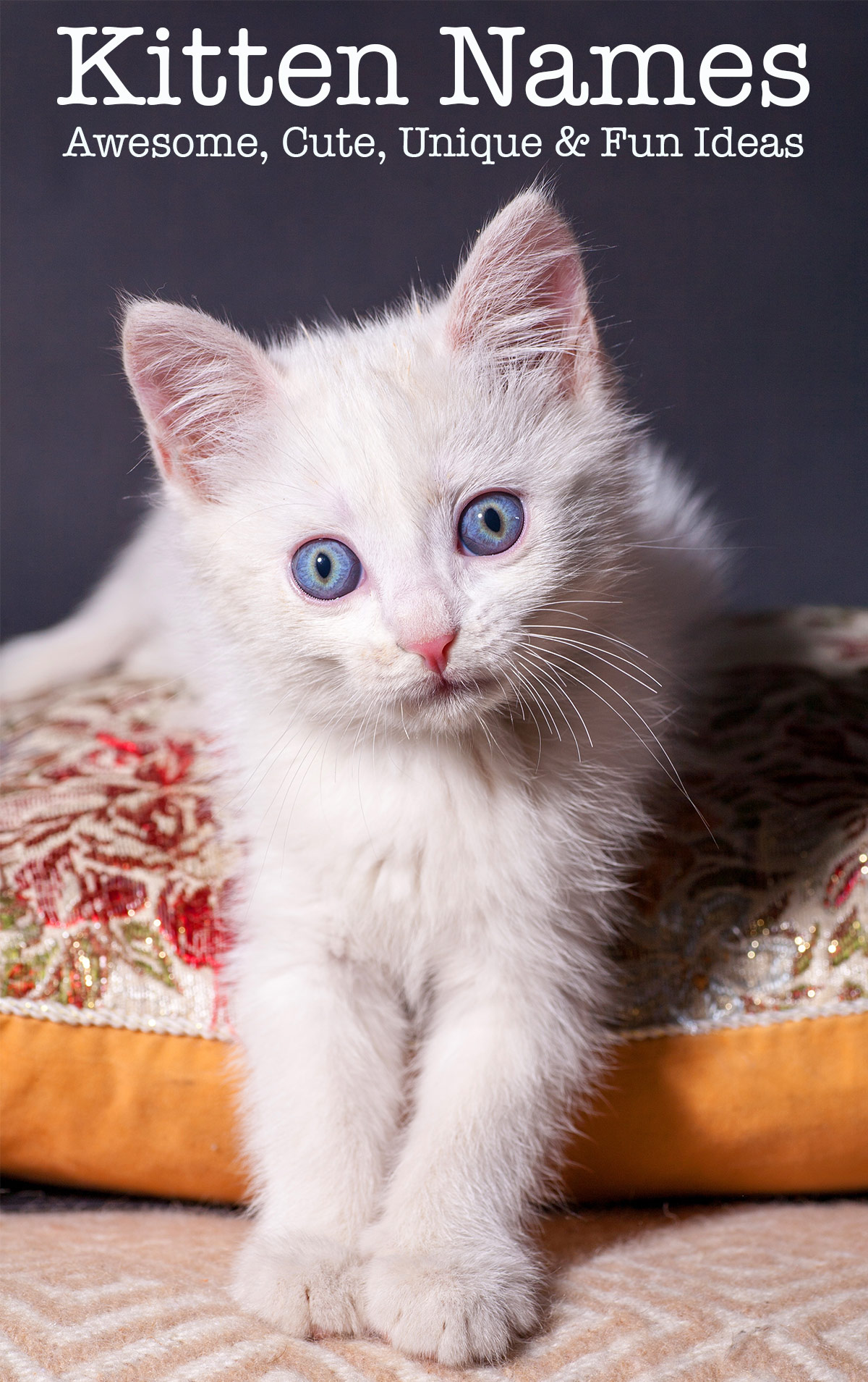 Kitten Names - Adorable, Awesome And Unusual Ideas For Naming Your Cat