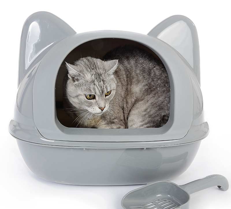 Best litter box for odor control includes those with a hood