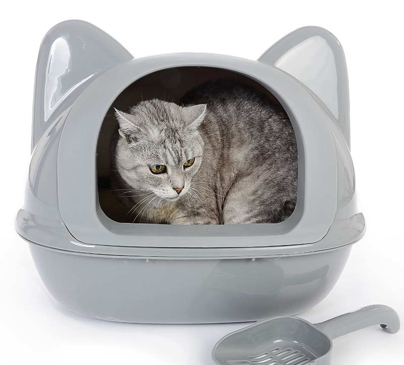 Best Cat Litter Box For Odor Control Choosing A No Smell Best Cat Litter Box For Odor Control Choosing A No Smell