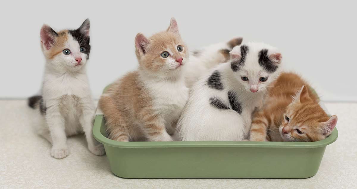 Best litter box for odor control