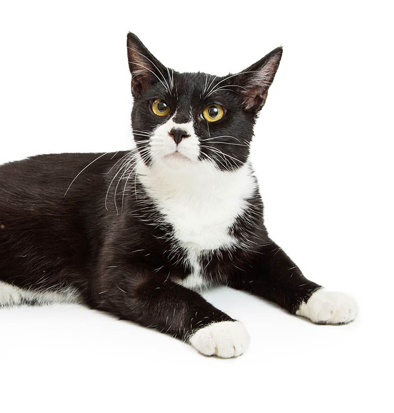 Tuxedo Cats 34 Awesome Facts You'll Love From The Happy Cat Site