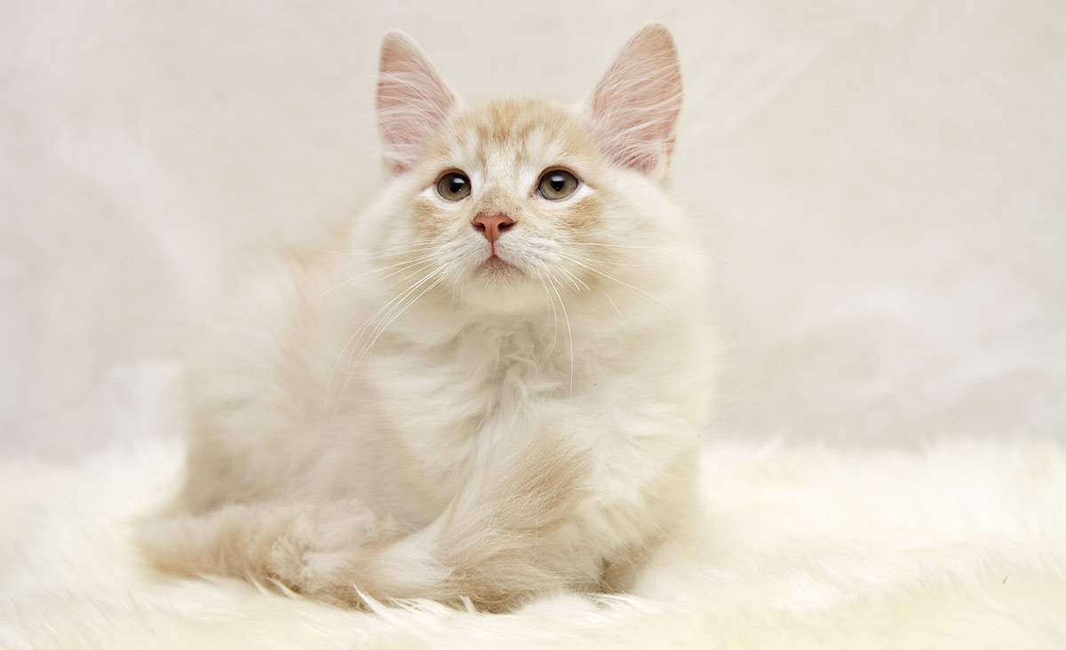 a striking almost wild appearance is the real bonus of this cat