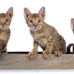 Ocicat Kittens