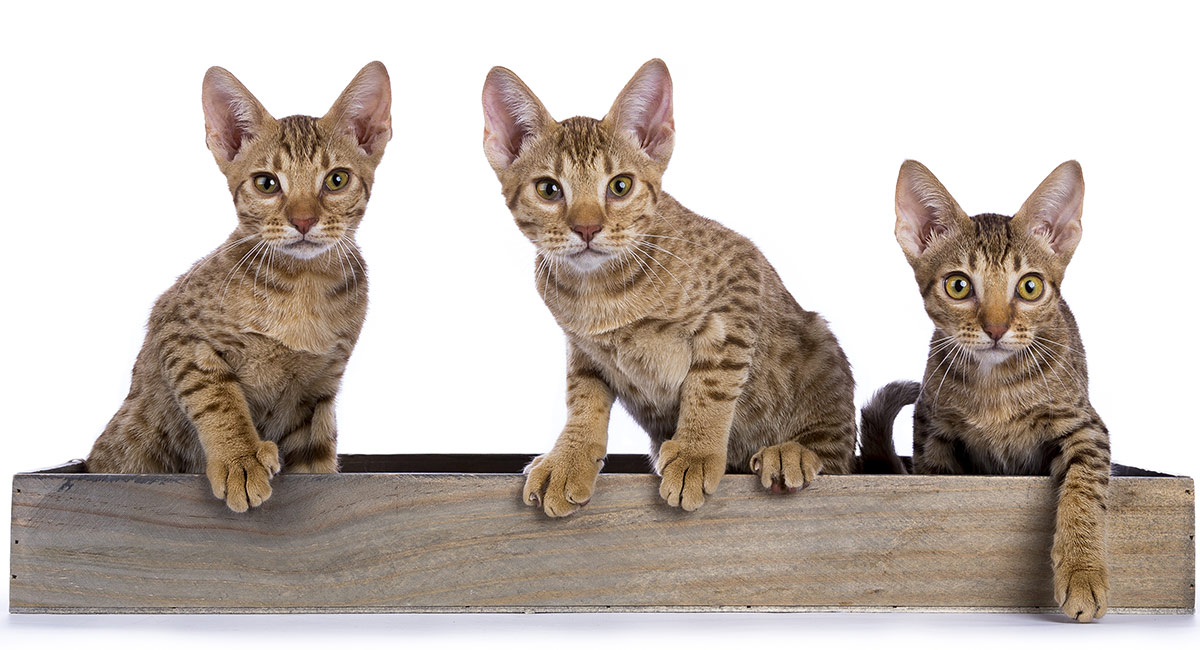 Ocicat Kittens