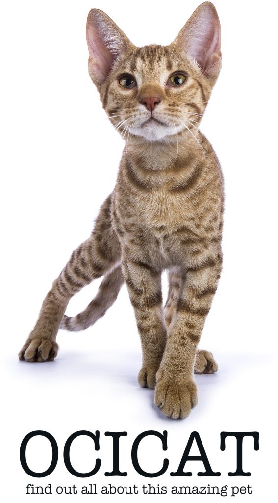 ocicat