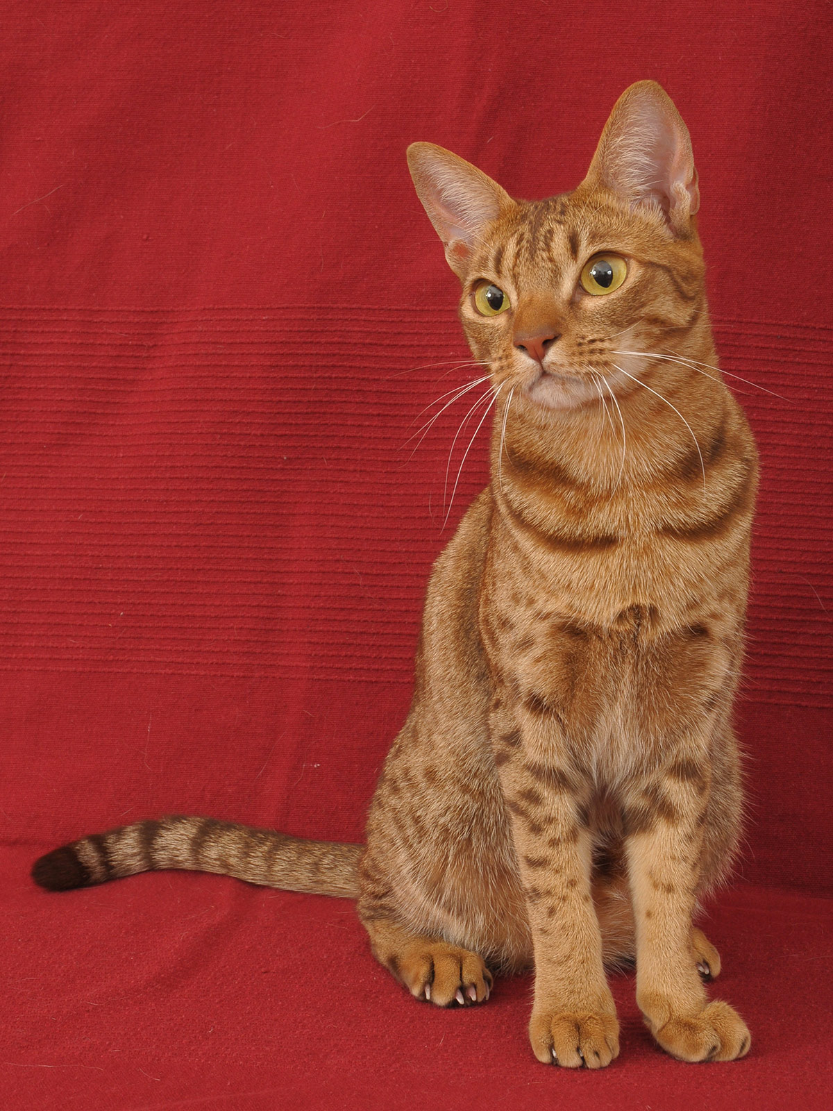 ocicat orange