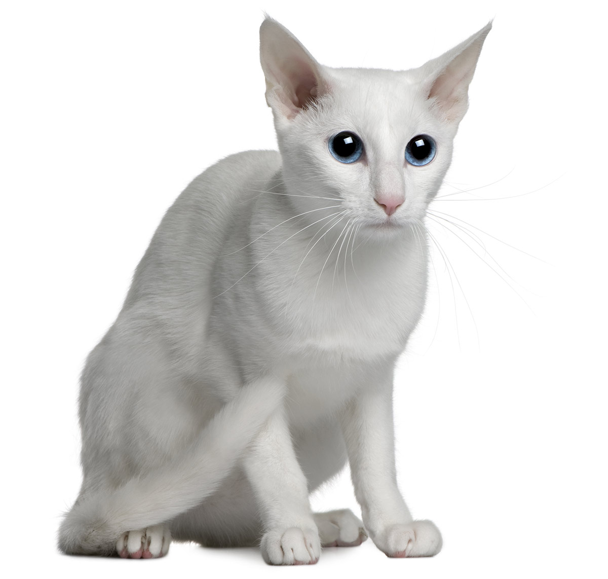 White Cat Breeds The Most Popular White Cat Breeds And White Cat Breeds The Most Popular White Cat Breeds And