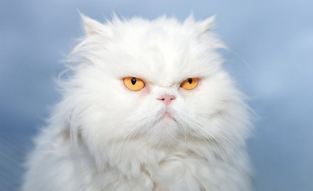 fur real white cat
