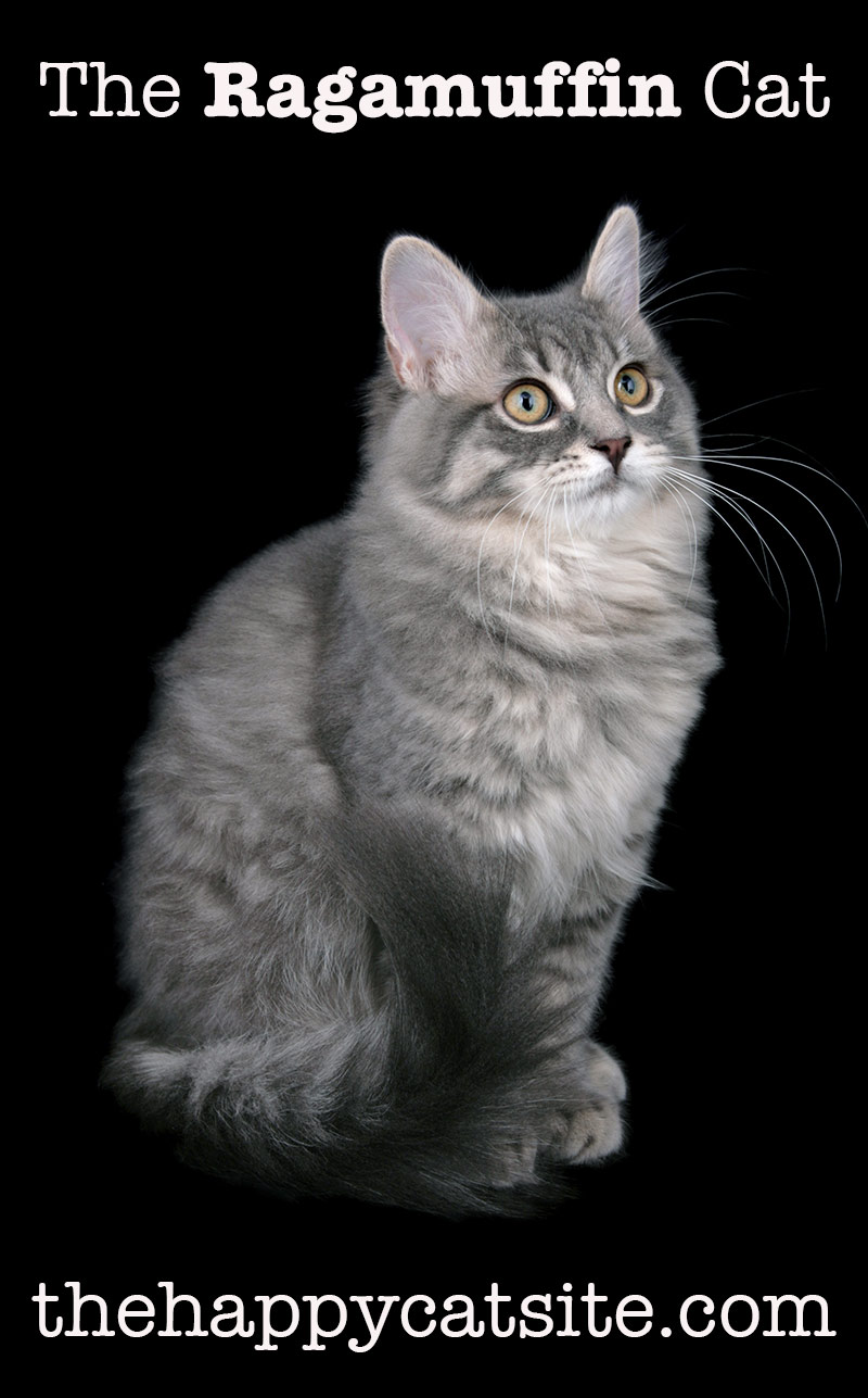 Ragamuffin Cat breed information