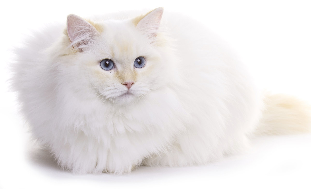 fuzzy white cat