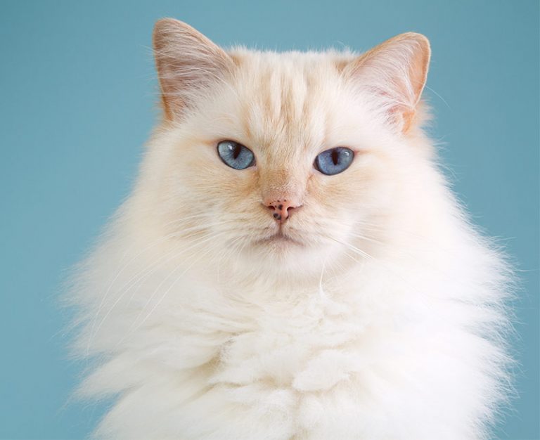 Fluffy Cat Breeds Discover The Fluffiest Kitties Around!