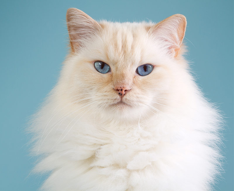 26 Best Images Long Haired White Cat Blue Eyes - British Longhair Cat Info, Kittens, Temperament, Care ...