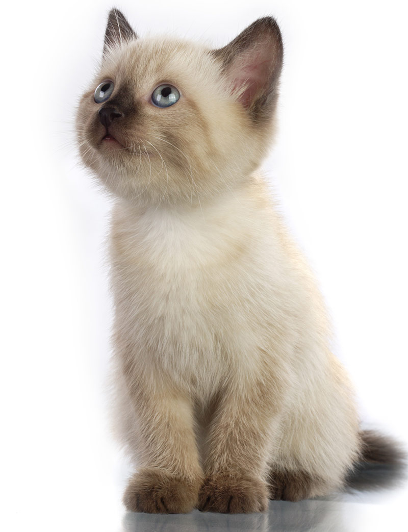 Fluffy Cat Breeds - Siamese
